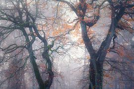 Little Autumn Touch by Loris Photography