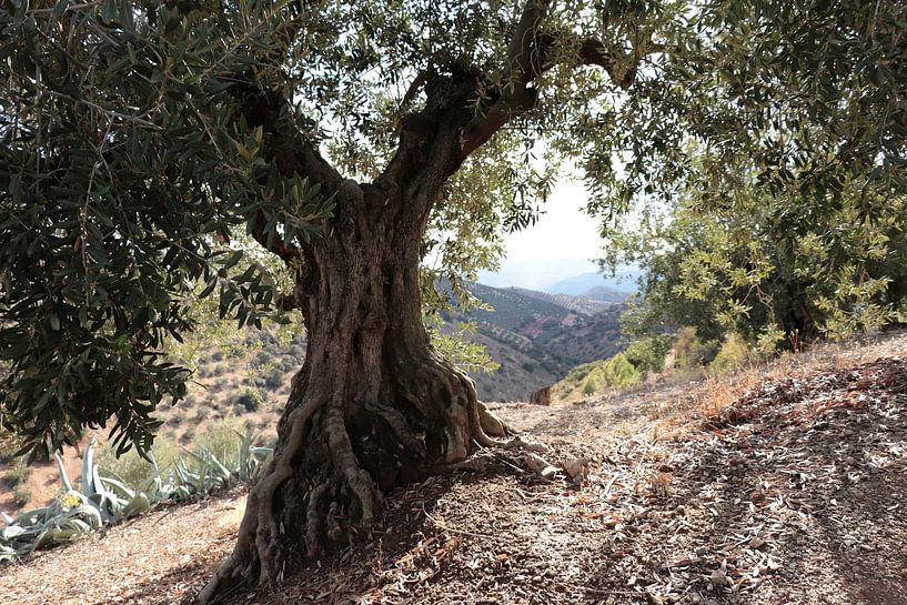 Olivenbaum von Jan Katuin