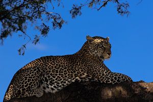 Leopard auf einem Baum