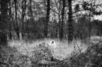 The Grudge 