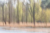 budding spring at the marsh by Ria Bloemendaal thumbnail