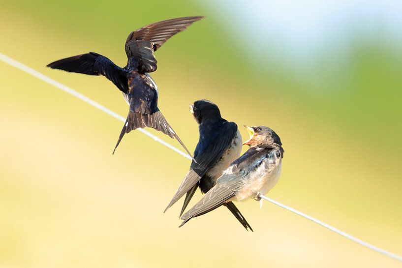 Swallows by Rinnie Wijnstra (FotoAmeland )