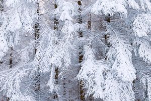 Winter in het bos II van Daniela Beyer
