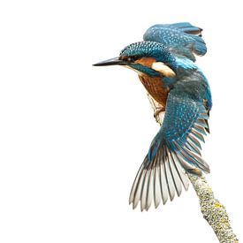 Kingfisher with outstretched wings by Nico Leemkuil