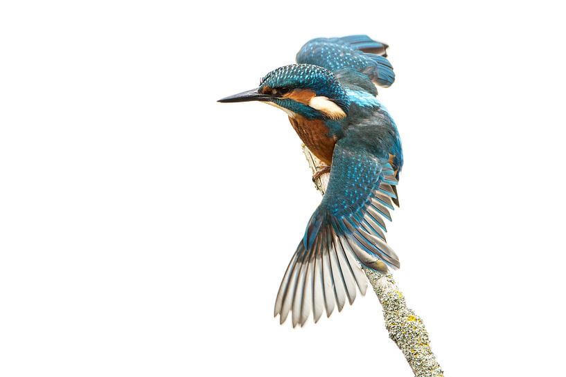 Eisvogel mit ausgebreiteten Flügeln von Nico Leemkuil