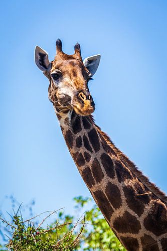 Porträt einer Giraffe