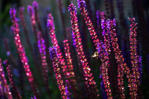 Purple flowers with a glow from the evening sun