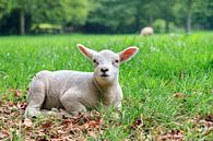 Lammetje in de wei von Dennis van de Water Miniaturansicht