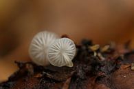 Zwei kleine Pilze von Pim van der Horst Miniaturansicht