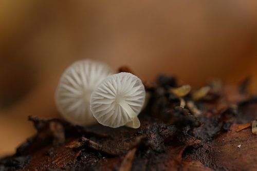 Twee kleine paddenstoelen