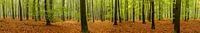 Beech tree forest panorama