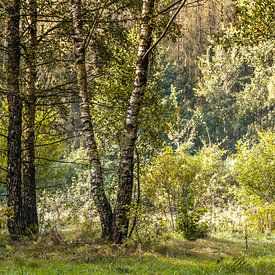 Berkenbomen in het bos van Holger Spieker