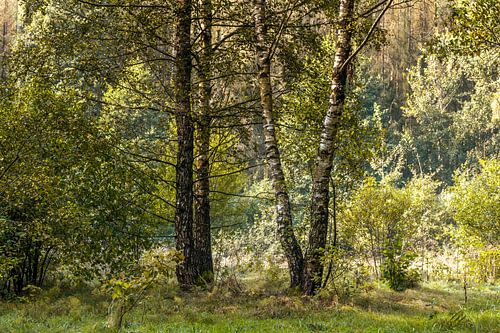 Berkenbomen in het bos