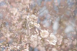 Cherry blossom. For example as wallpaper, artFrame or canvas by Josine Claasen