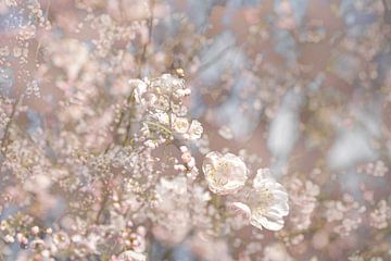 Kirschblüte. Zum Beispiel als Tapete, ArtFrame oder Leinwand von Josine Claasen