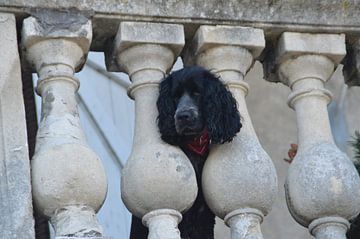 hond kijkt vanaf balkon naar jou balkon / dog watching from a balcony at you van Margriet's fotografie
