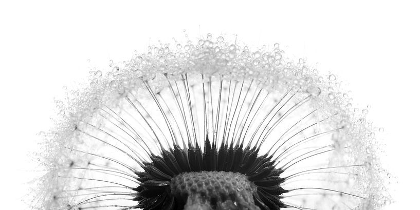 Panorama of a dandelion with water droplets by Marjolijn van den Berg