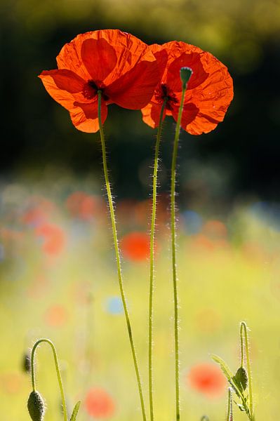 Poppies in the morning backlight by Kurt Krause