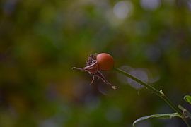 Rosehip bokeh