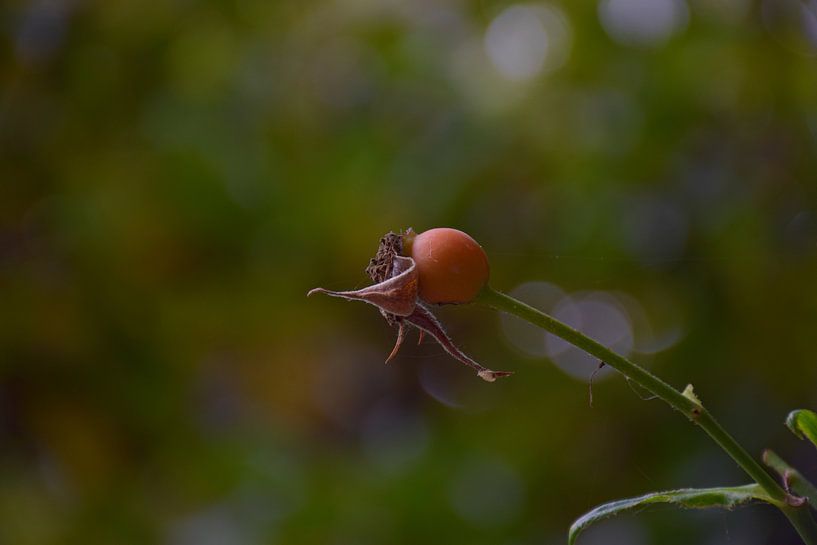 Rozenbottel bokeh van Ingrid de Vos - Boom