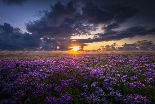 Sonnenstrahlen über dem Lavendelmeer