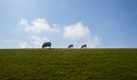 Schafe auf Ameland von Nynke Altenburg Miniaturansicht