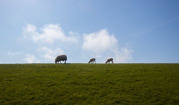 Schafe auf Ameland von Nynke Altenburg