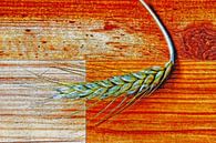 Ear of corn on a woodstrip floor by Frans Blok thumbnail