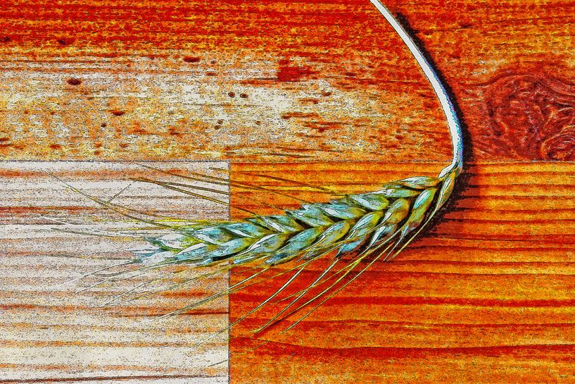 Ear of corn on a woodstrip floor by Frans Blok