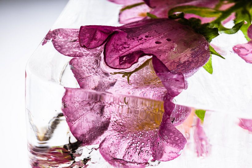 Bellflower in ice 3 by Marc Heiligenstein