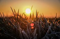 Bevroren gras van Florian Kampes thumbnail