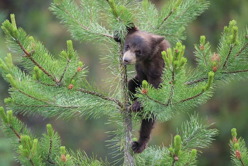 Black bear  cub in Banff National Park, Alberta, Canada von Frank Fichtmüller