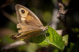 Bruchwasserläufer von tovano.pictures