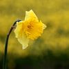 Gele Narcis by Henk Langerak