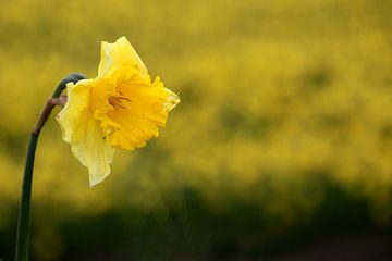 Gele Narcis