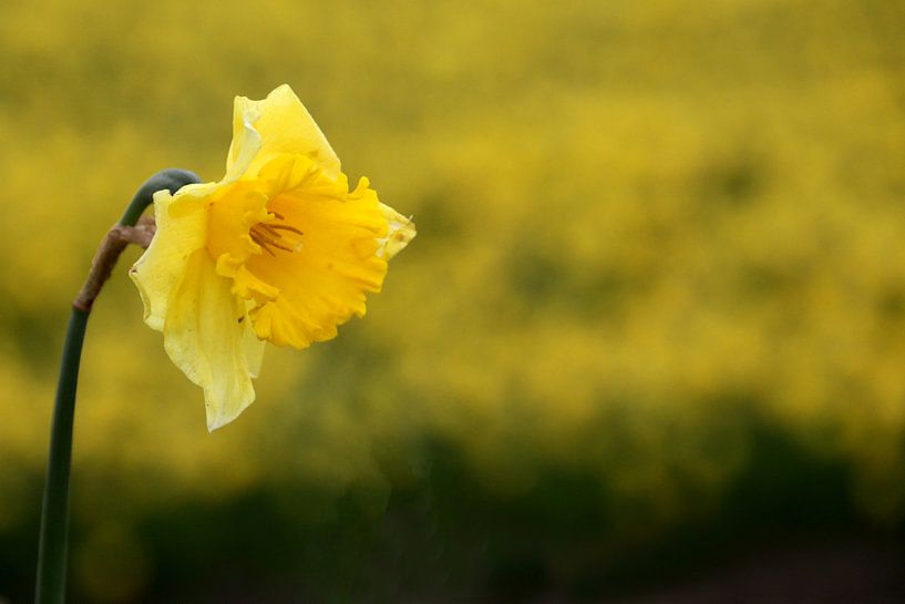 Gele Narcis van Henk Langerak