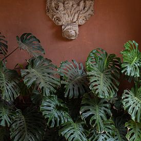 Vintage coral pink wall with botanical leaves | Travel photography Seville by Teun Janssen