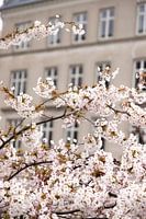 blossoms in Copenhagen | pink pastel color