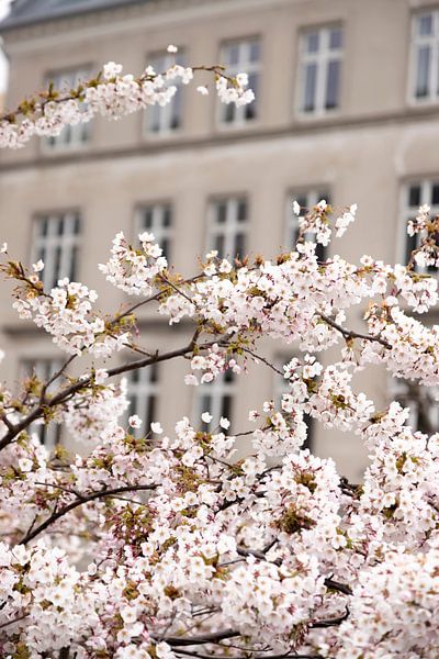 bloesems in Kopenhagen | roze pastel kleur van Karijn | Fine art Natuur en Reis Fotografie