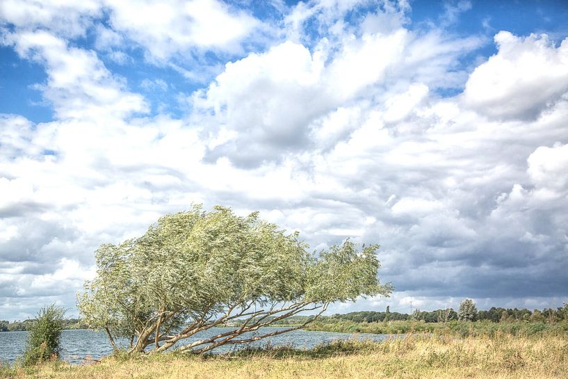 Lonely tree by Willy Sybesma