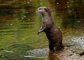 Otter by Martin Smit