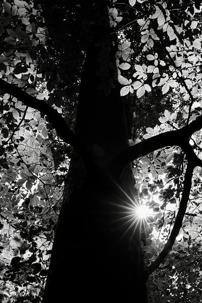 Nature photo Tree BNW with Sunstars by Martijn Jebbink Photography