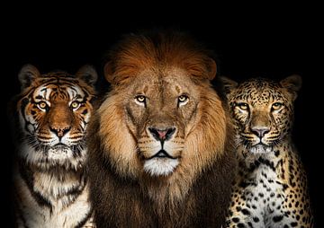 Lion, tigre, léopard sur Bert Hooijer