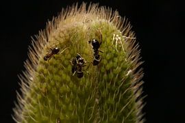 mieren druk bezig met bladluizen 
