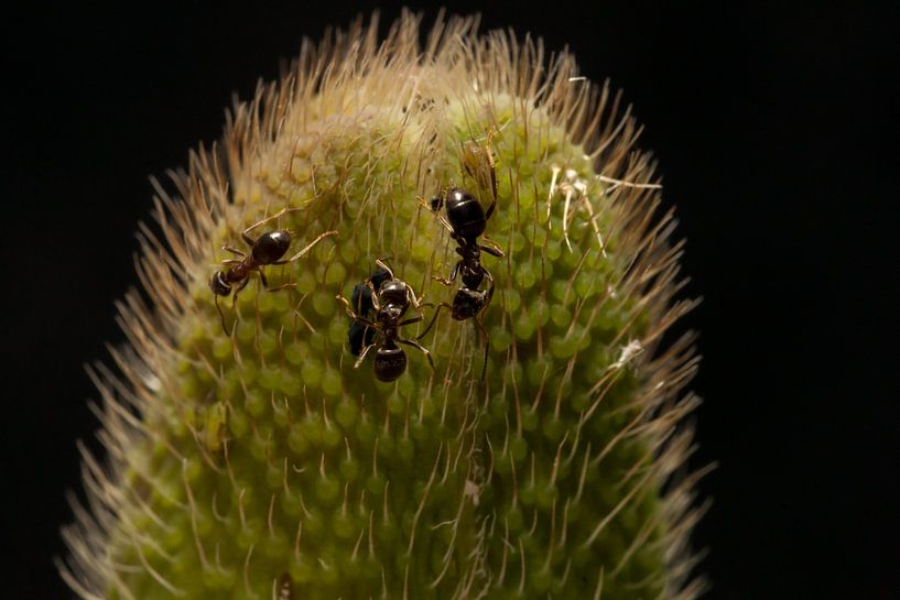 mieren druk bezig met bladluizen  by mick agterberg