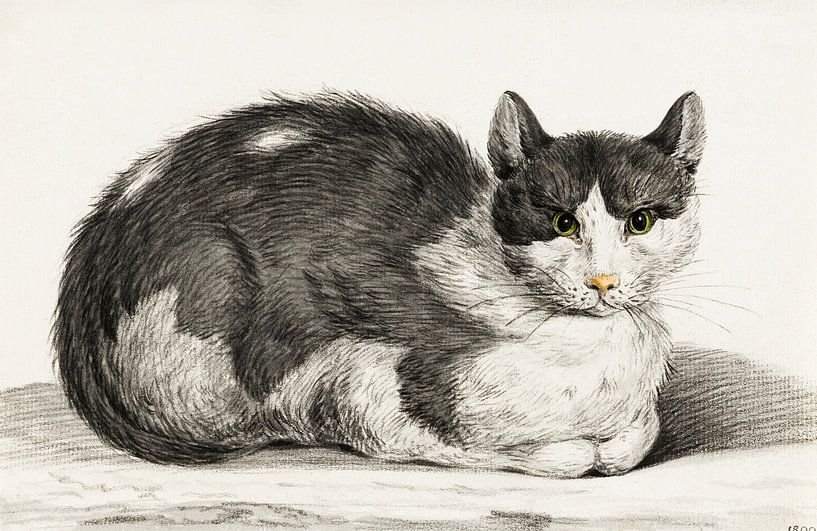 Reclining cat  by Jean Bernard. Retro drawing from Rijksmuseum by Dina Dankers
