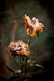 Peony, standing the test of time by SO fotografie
