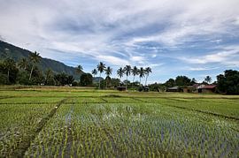 Paysage rural traditionnel de Sumatra sur Frank Photos