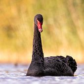 Black Swan