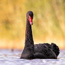 Schwarzer Schwan